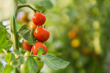 Close up image of ripe tomatoes in greenhouse. 