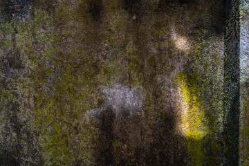 Rustic wall with green brown lichen with dappled sunlight texture background
