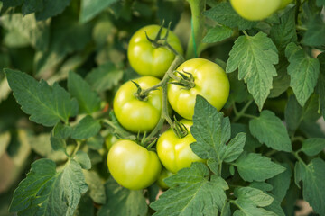 Close up image of unripe tomatoes in greenhouse. 