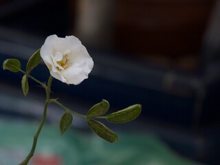 白いモッコウバラの花