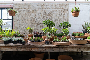 Cozy plant store with planter pots on wooden showcase. Greenhouse with decorative succulent...