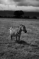 czarno biała zebra, 