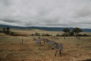 stado zwierząt, zebry w parku w afryce  - obrazy, fototapety, plakaty