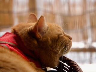 赤い服を着て寝むる猫