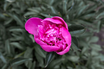 Beautiful bud of pink peony flower in the garden. Top view, flat lay