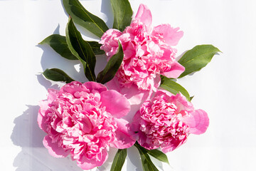 Flowers pink peonies floating on the water. Top view, flat lay