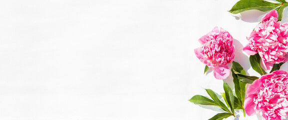 Fototapeta premium Flowers pink peonies floating on the water. Top view, flat lay. Banner