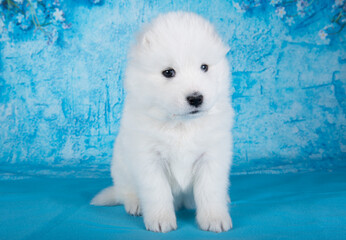 White fluffy small Samoyed puppy dog is sitting on blue background with blue flowers