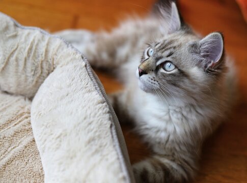 Fluffy siberian cat with blue eyes, 
background. Neva masquerade.