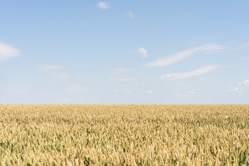 Wheat ears, field of wheat in a summer day. Harvesting period. Selective focus. Field landscape.