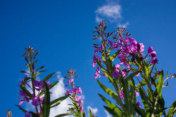 Fototapete bei efototapeten.de bestellen   