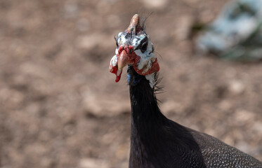 Image of Persian chicken or guinea fowl taken with selective focus.