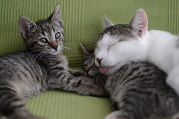 Tabby kittens resting with their mother cat