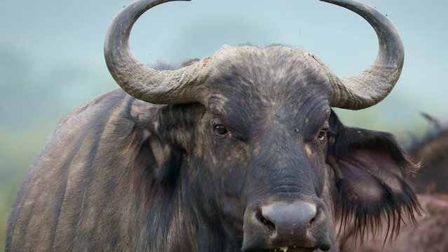 African Buffalo - Syncerus caffer or Cape buffalo is a large Sub-Saharan African bovine. Portrait in the savannah in Masai Mara Kenya, calf of big black horny mammal on the grass, front view. 
