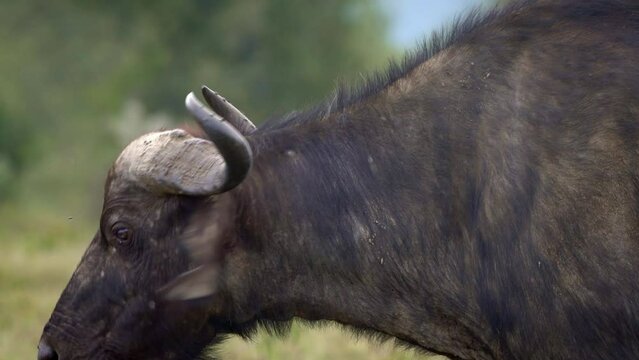 African Buffalo - Syncerus caffer or Cape buffalo is a large Sub-Saharan African bovine. Portrait in the savannah in Masai Mara Kenya, calf of big black horny mammal on the grass, front view. 
