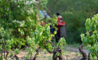 Cropped view of trees from vineyard with selective focus.