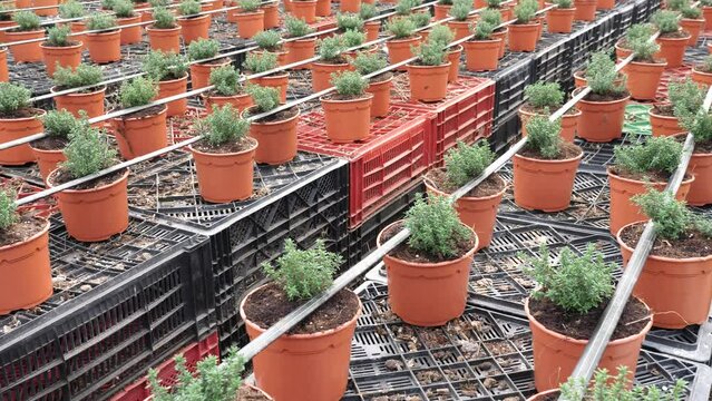 Growing fresh organic thyme in rows of pots at greenhouse