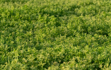 Selective focus shot of alfalfa plants.