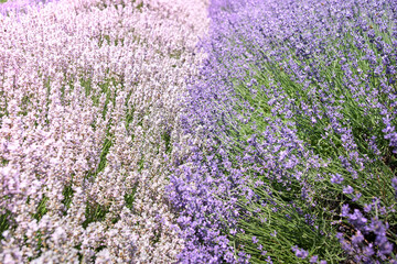 Purple lavender field, flowering lavender bushes. Pastel colors background. Soft feeling of a dream.
