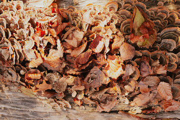 Funny background pattern of forest mushrooms and leaves