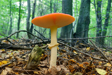 Large fly agaric in the autumn forest from the lower angle