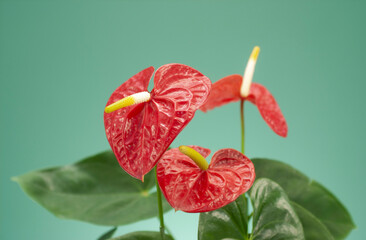 アンスリューム_2