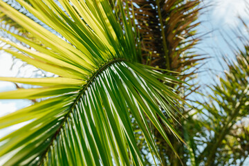 Obraz na płótnie Canvas Leaves of palm tree on blue sky, summertime travel background. Tropical nature banner. Template for business, covers, cosmetics packaging, interior decoration, phone case.