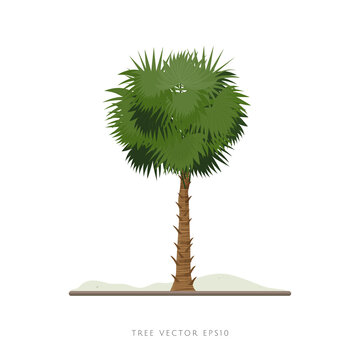 Palm tree vector illustration isolated on white background
