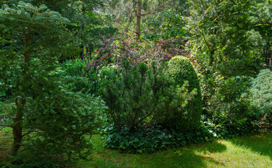 Beautiful landscaped garden with evergreens. Buxus sempervirens, Pinus mugo Pumilio in the among of lush greenery..