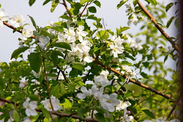 Apple tree flowers and leaves on a blue sky background
