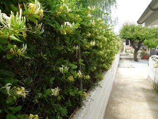 Honeysuckle Plant Growing Through Fence