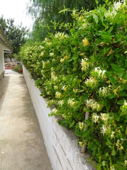 Fototapeta na wymiar Honeysuckle Plant Growing Through Fence