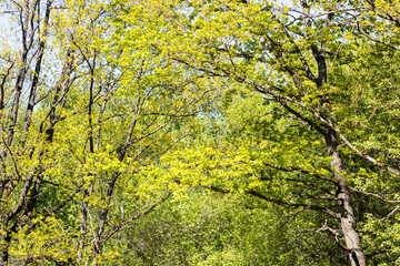 young green foliage of trees in forest in spring