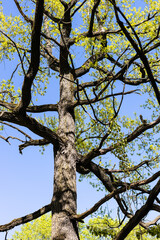 Fototapeta na wymiar dark trunk and young green leaves of oak tree