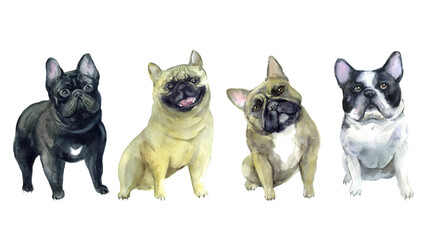 Watercolor bulldog on the white background. Small greeting beautiful pet shop. drawing sketch dog brown image background illustration watercolor pug hand drawn painting. print face drawn hand design