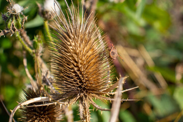 close up of a single dried Dipsacus species of Teasel isolated on a natural background