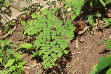 green ferns on the banks of the Macal River in Wester Belize, Central America