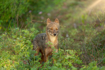 Naklejka na ściany i meble A Sri Lankan fox spotted at Yala National Park, Sri Lanka