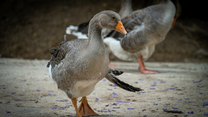 goose bird natural wildlife