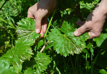 Farmer showing anthracnose fungus disease on grape vine leaves. Grapes anthracnose symptoms.