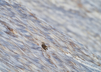 wildlife photo of a Water Pipit - Anthus spinoletta