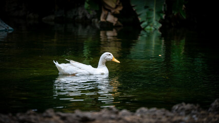 Naklejka premium pato