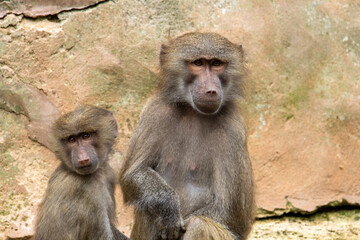 mother and child Hamadryas baboon (Papio hamadryas) sitting together on a rock isolated on a natural background