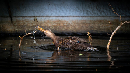 pato ave aquatica água