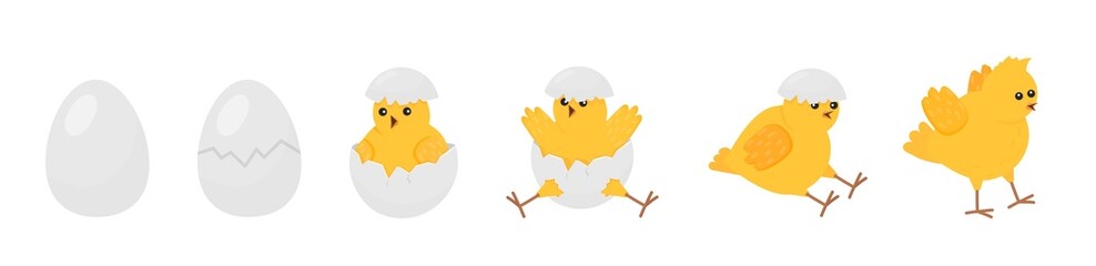 Chick born. Easter newborn chicks hatching from egg. Yellow cute cartoon chicken, farm baby bird. Little domestic animal, funny decent vector banner - obrazy, fototapety, plakaty