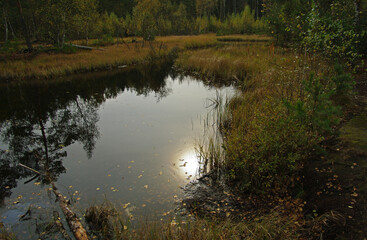 Autumn on a peat bog.