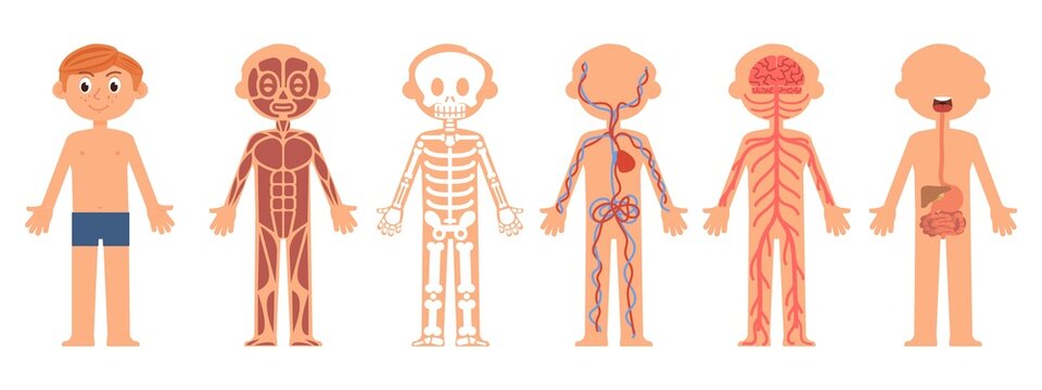 Cartoon boy anatomy. Children body biology, bones and nervous system. Human child skeleton, muscle and internal organs. Kid on rentgen decent vector concept
