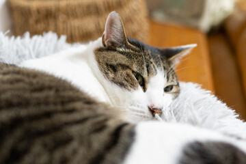 くつろぐ猫　キジトラ白