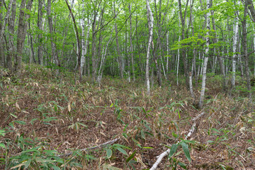 乗鞍高原　白樺の小径