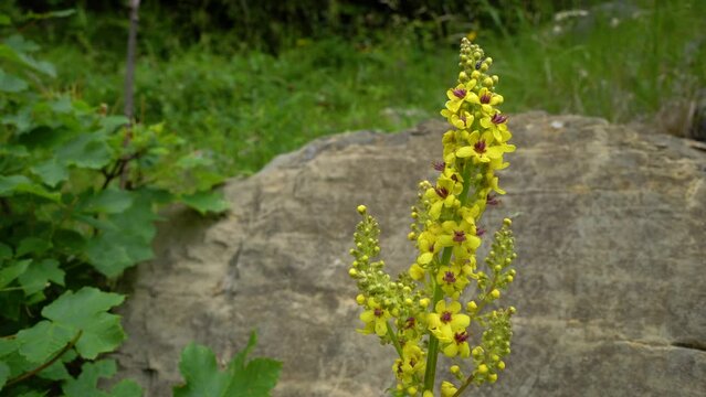 Great Mullein in natural ambient (Verbascum thapsus) - (4K)